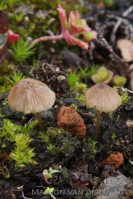 Zijdeglanssatijnzwam - Entoloma lucidum